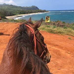 Meet your Posher, Pakela